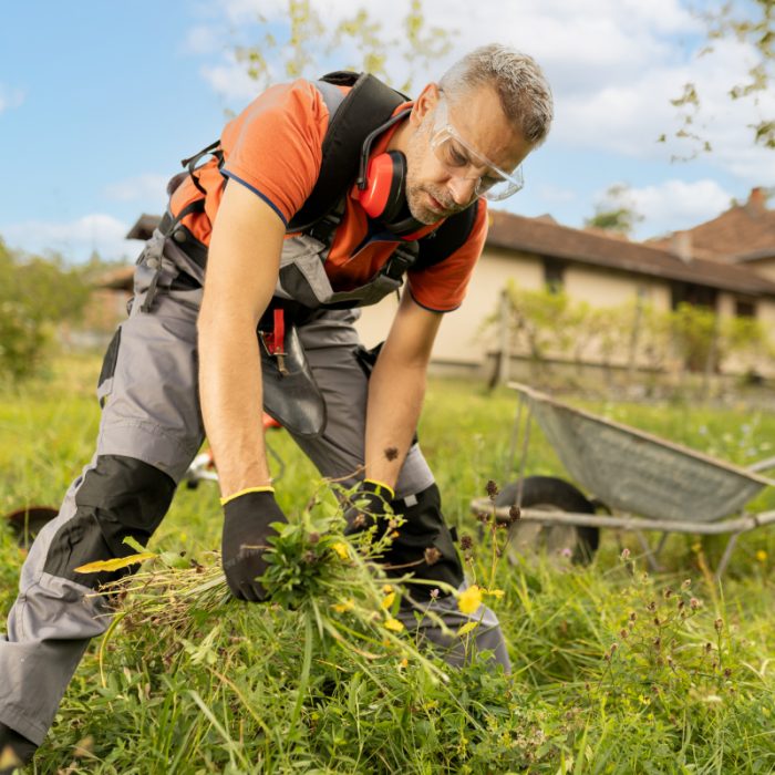 Mann bei der Gartenarbeit, entfernt Unkraut in einem sonnigen Garten.